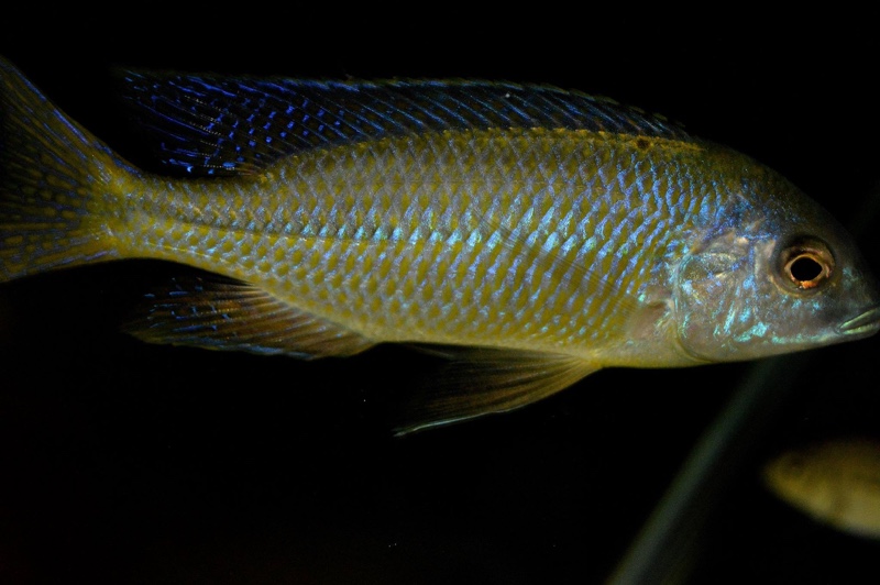 Nyassachromis nigritaeniatus 'Chipoka'